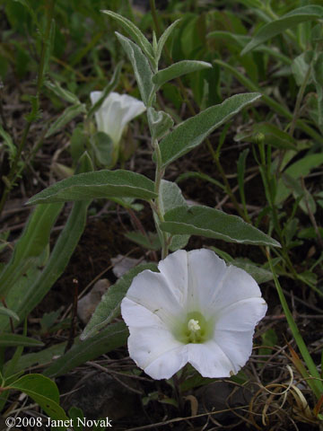 Calystegia spithamaea (L.) Pursh