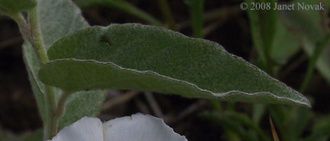 Calystegia spithamaea (L.) Pursh