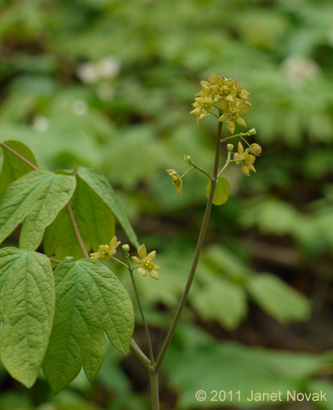 Caulophyllum thalictroides (L.) Michx.