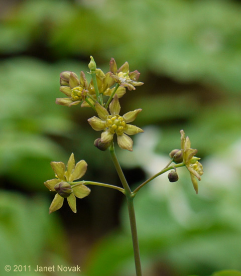 Caulophyllum thalictroides (L.) Michx.