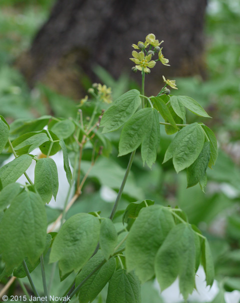 Caulophyllum thalictroides (L.) Michx.