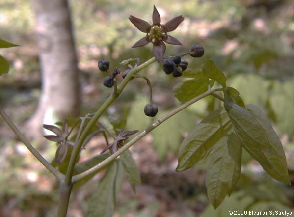 Caulophyllum giganteum (Farw.) Loconte & Blackwell