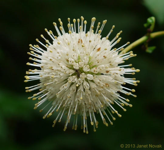 Cephalanthus occidentalis L.