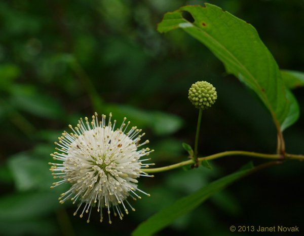 Cephalanthus occidentalis L.