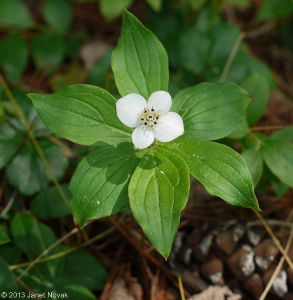 Cornus canadensis L.