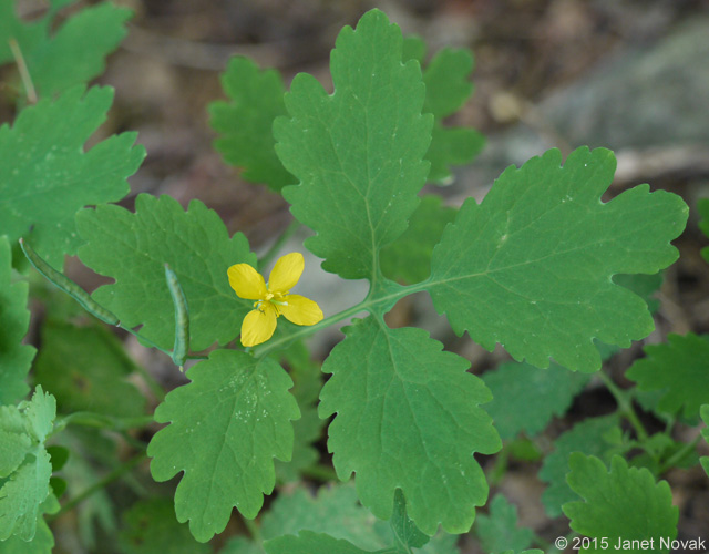 Chelidonium majus L.