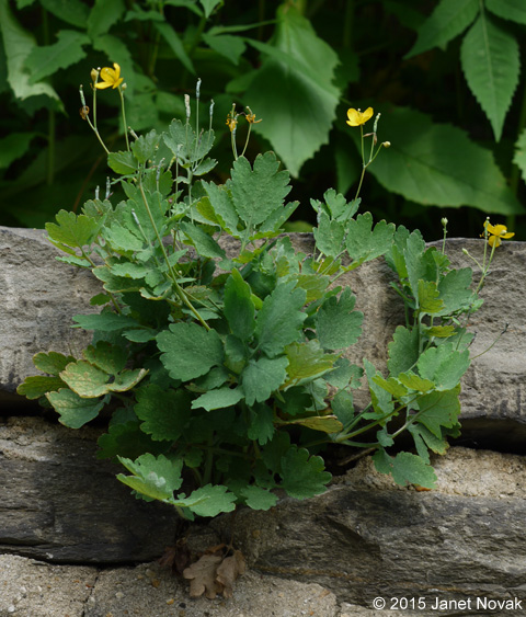 Chelidonium majus L.