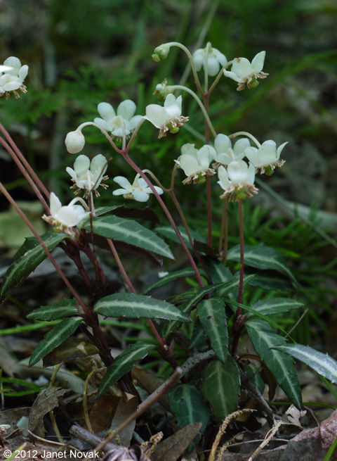 Chimaphila maculata (L.) Pursh