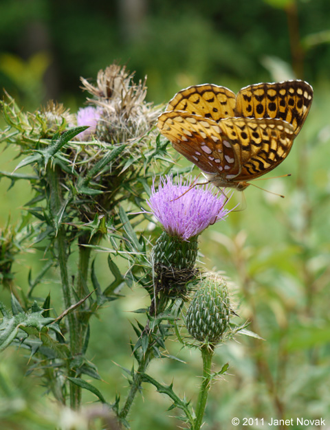 Cirsium discolor (Muhl. ex Willd.) Spreng.