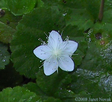 Dalibarda repens L.