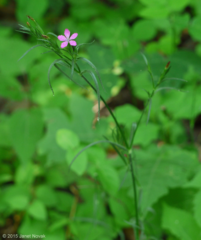 Dianthus armeria L.