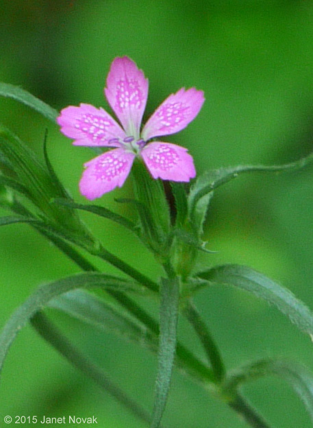 Dianthus armeria L.