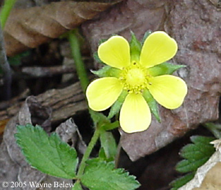 Duchesnea indica (Andr.) Focke