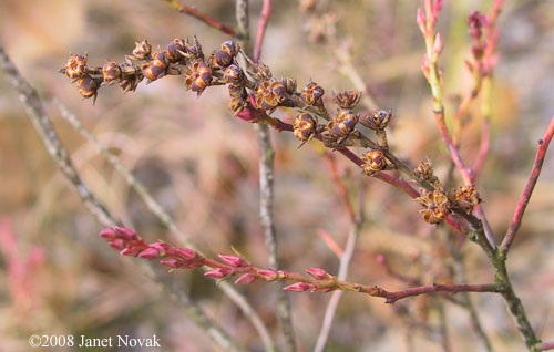 Leucothoe racemosa (L.) Gray