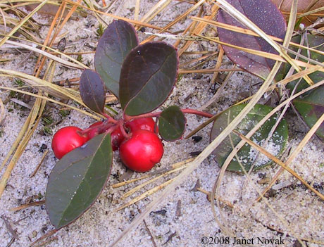 Gaultheria procumbens L.