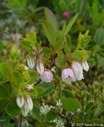 Gaylussacia dumosa (Andr.) Torr. & Gray