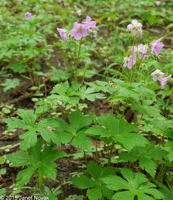 Geranium maculatum L.