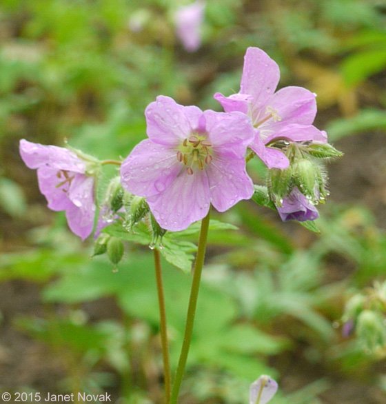 Geranium maculatum L.