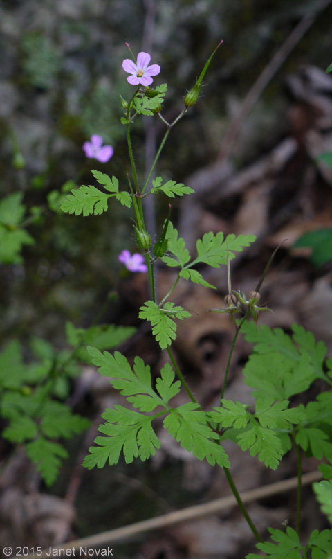 Geranium robertianum L.