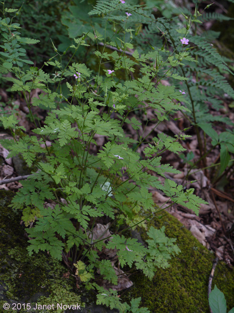 Geranium robertianum L.