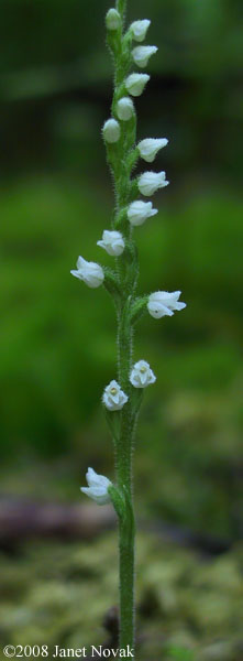 Goodyera repens (L.) R. Br.