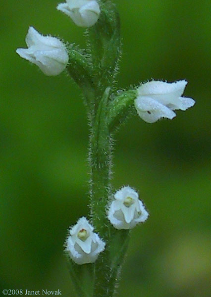 Goodyera repens (L.) R. Br.