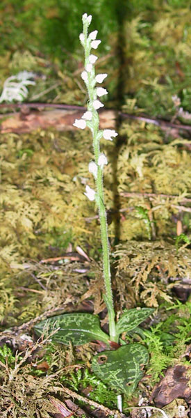 Goodyera repens (L.) R. Br.