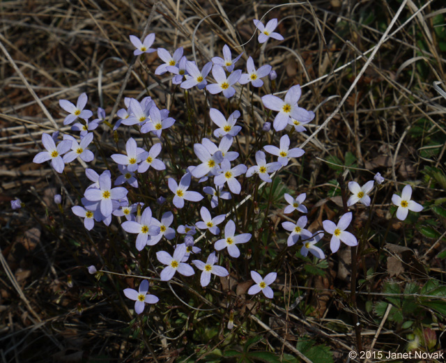 Houstonia caerulea L.