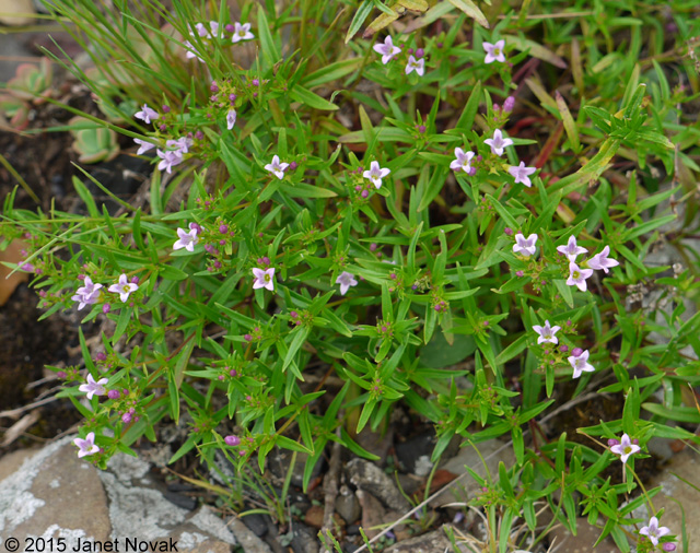 Houstonia longifolia Gaertn.