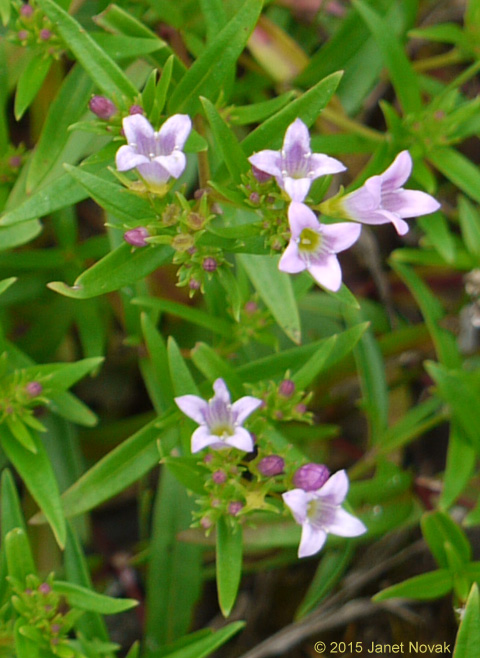 Houstonia longifolia Gaertn.