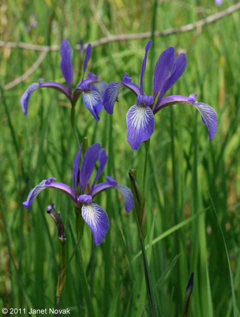 Iris prismatica Pursh ex Ker-Gawl.