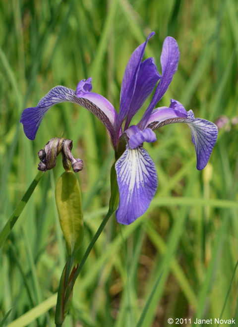 Iris prismatica Pursh ex Ker-Gawl.