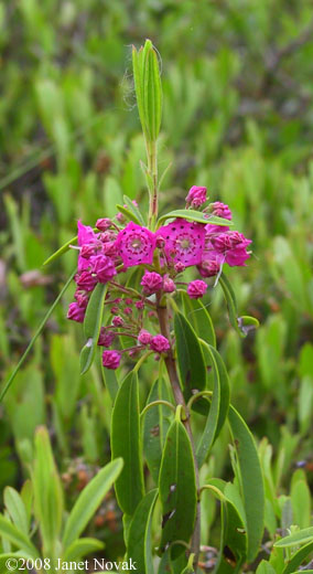 Kalmia angustifolia L.