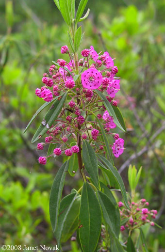 Kalmia angustifolia L.