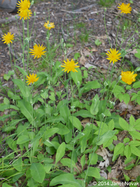 Krigia biflora (Walt.) Blake