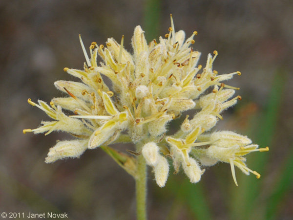 Lachnanthes caroliana (Lam.) Dandy