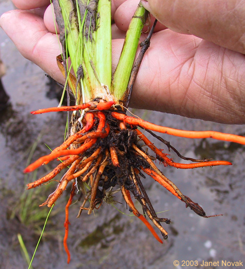 Lachnanthes caroliana (Lam.) Dandy