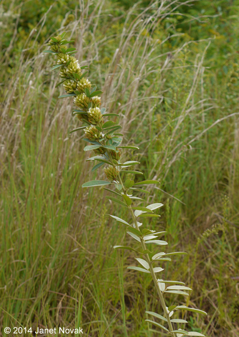 Lespedeza capitata Michx.