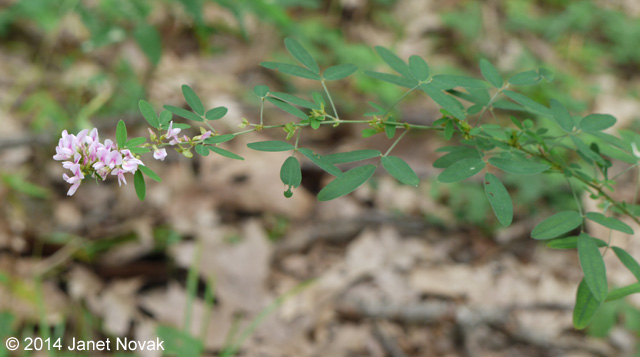 Lespedeza virginica (L.) Britt.