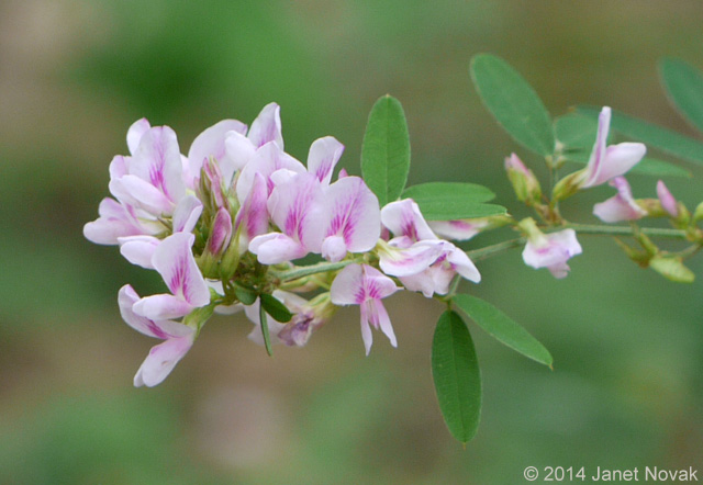 Lespedeza virginica (L.) Britt.