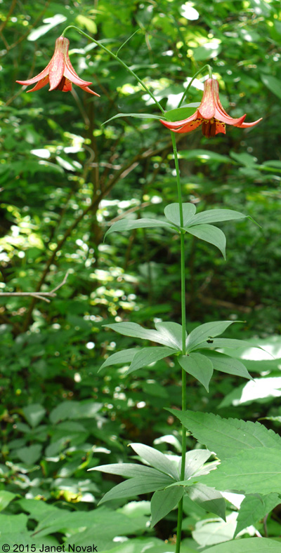 Lilium canadense L. ssp. canadense