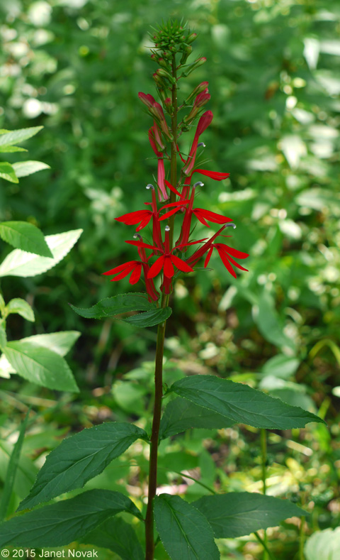 Lobelia cardinalis L.