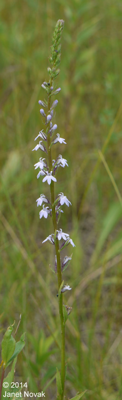 Lobelia spicata Lam.