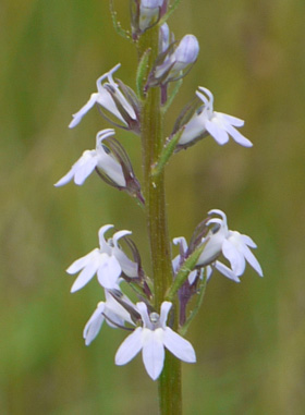 Lobelia spicata Lam.