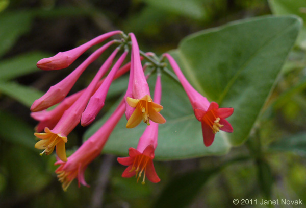 Lonicera sempervirens L.