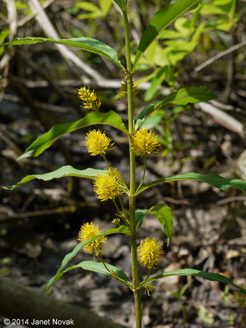 Lysimachia thyrsiflora L.