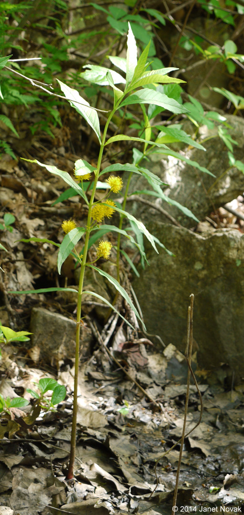 Lysimachia thyrsiflora L.