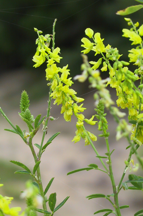 Melilotus officinalis (L.) Lam.