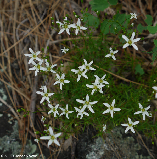 Minuartia michauxii (Fenzl) Farw.