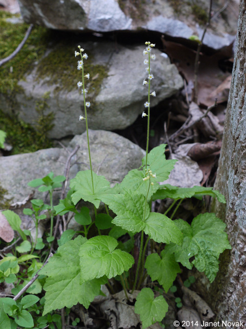 Mitella diphylla L.
